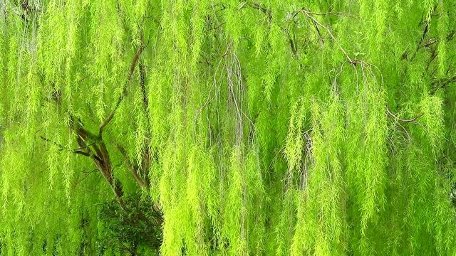 weeping willow tree and light green leaves wall swing by wind in the park1