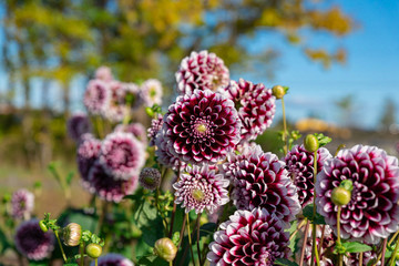 咲き誇るダリア