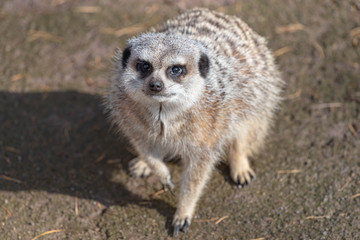 可愛いミーアキャット