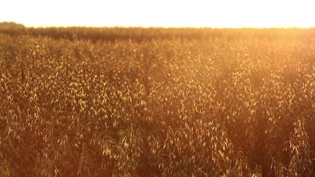 Sunset over the field of oats