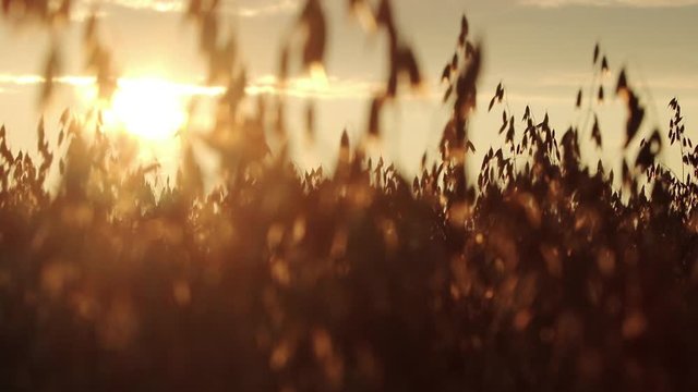 Sunset over the field of oats