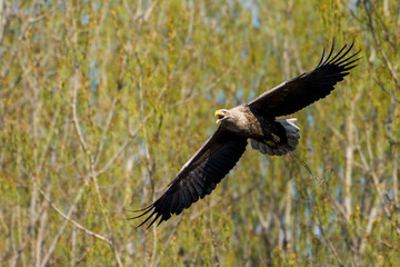 White-tailed eagle(Haliaetus albicilla)