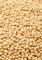 Soybean background