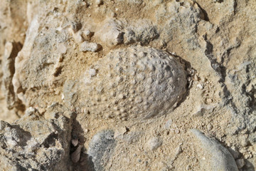 Oursin fossile