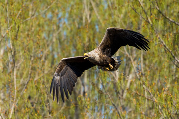 White-tailed eagle(Haliaetus albicilla)