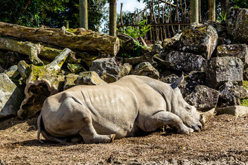 Rhino catching a nap. auckland Zoo, Auckland, New Zealand