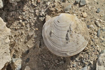 bivalve fossile © LechimEuraled