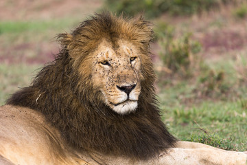 Male lion covered in flies