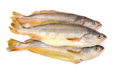 Yellow Croaker Fish On White background 