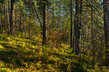Fototapeta na wymiar Beautiful autumn forest in the morning sunlight. Selective focus. Shallow depth of field.