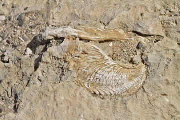 bivalve fossile