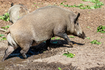 Eurasian wild boar playing in the mud. Calgary Zoo, Calgary, Alberta, Canada