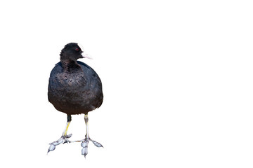 Black bird. Eurasian Coot. Isolated bird. White background. 