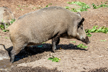 Eurasian wild boar playing in the mud. Calgary Zoo, Calgary, Alberta, Canada