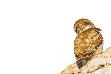 Cute little owl. Isolated bird photo. White background.
