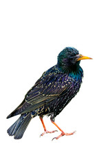Isolated bird. White background. Bird: Common Starling. Sturnus vulgaris.
