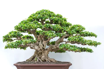 Gordijnen bonsai tree isolated on white © MonicaPriscilla