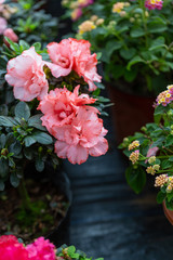 Blooming pink Rhododendron and green leaves，Rhododendronhybridum