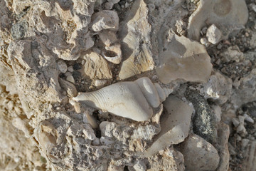gastéropode fossile
