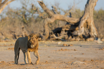 large male lion walking