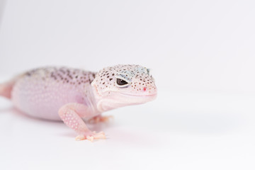 ピンク色のヒョウモントカゲモドキ、レオパ