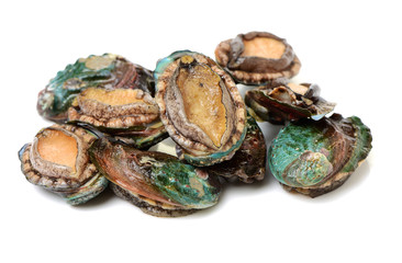 Raw abalones on the white background 