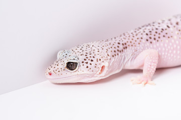 つぶらな瞳のヒョウモントカゲモドキ、レオパ