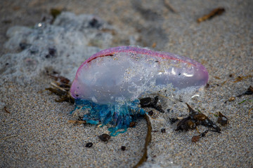 A vibrant Portuguese Man O' War blown ashore in Cornwall