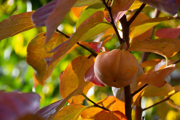 Kaki fruit sur son arbre (Diospyros kaki) en automne	