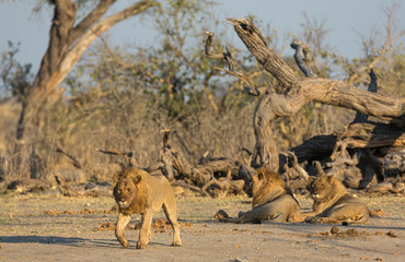 male lions preparing to hunt