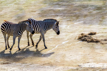 Fototapeta na wymiar Zebras move around their compound and grab snacks. Auckland Zoo, Auckland, New Zealand