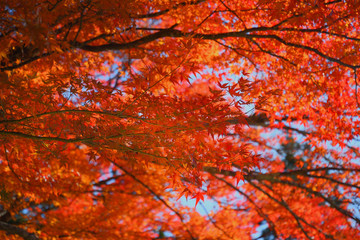 紅葉