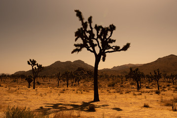 Joshua Tree nationalpark Abendstimmung