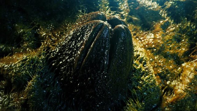Rotate Around Slimy Alien Egg