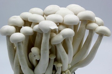 white shimeji mushrooms 