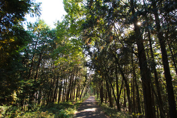 Autumn forest landscape