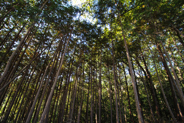 Autumn forest landscape