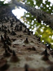 Sandbox tree in the national park of Panama City
