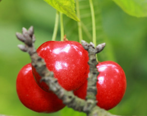 Three red cherries hanging on a branch in the orchard