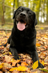 Herbst Hund