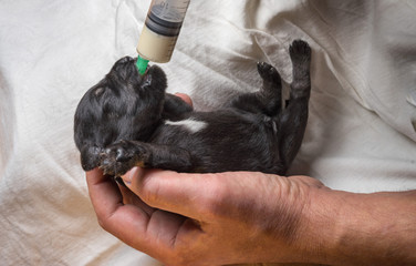 Veterinarian holds a weak puppy in his arms and feeds with bitch milk from a pipette on a syringe. Newborn fed by human hands. The little puppy is one day of age.