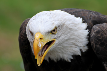 Weißkopfseeadler 