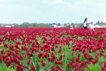 Fields of red clover against the blue sky. People and children walk on the red field.