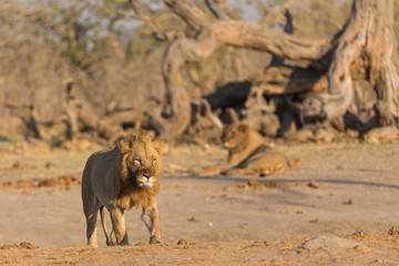 Fototapeta na wymiar large male lion walking