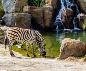 Fototapeta na wymiar Zebra drinking at the a water hole. Auckland Zoo, Auckland, New Zealand