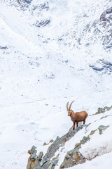 Paysage de montages - Zermatt - Suisse