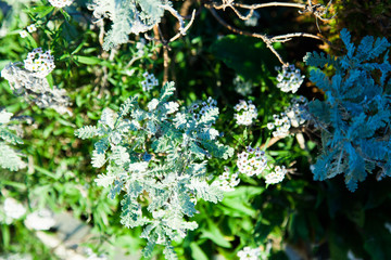 mix flower plant in park 