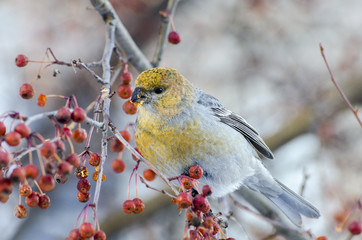 bullfinch on a branch of rowan