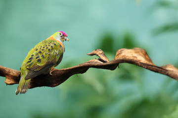 A superb fruit dove (Ptilinopus superbus), also known as the purple-crowned fruit dove sitting on a stone. Extremely colorful dove from asia with green background.Very colorful bird.