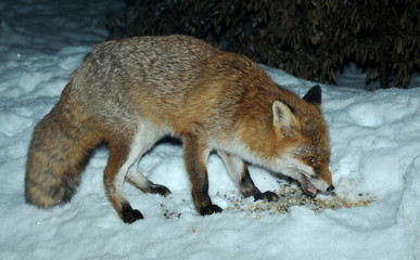 Fuchs frisst Vogelfutter im Schnee